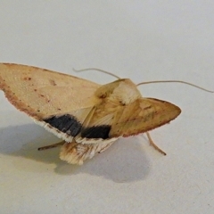 Australothis rubrescens at Crooked Corner, NSW - 22 Dec 2019 04:57 PM