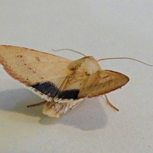 Australothis rubrescens at Crooked Corner, NSW - 22 Dec 2019 04:57 PM