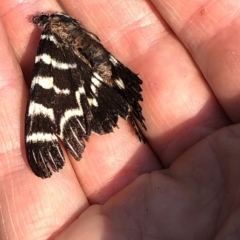 Comocrus behri (Mistletoe Day Moth) at Kosciuszko National Park - 26 Dec 2019 by Jubeyjubes