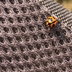 Coccinella transversalis (Transverse Ladybird) at Kosciuszko National Park - 27 Dec 2019 by Jubeyjubes