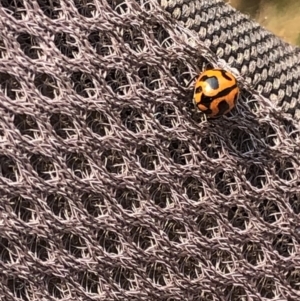 Coccinella transversalis at Geehi, NSW - 27 Dec 2019 04:06 PM