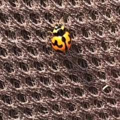 Coccinella transversalis at Geehi, NSW - 27 Dec 2019