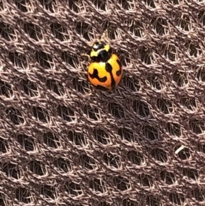 Coccinella transversalis at Geehi, NSW - 27 Dec 2019