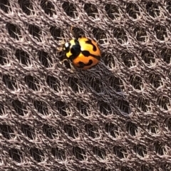 Coccinella transversalis at Geehi, NSW - 27 Dec 2019 04:06 PM