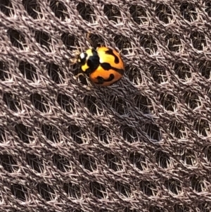 Coccinella transversalis at Geehi, NSW - 27 Dec 2019