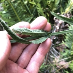 Verbena incompta (Purpletop) at Geehi, NSW - 27 Dec 2019 by Jubeyjubes