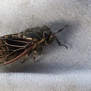 Diemeniana neboissi at Geehi, NSW - 27 Dec 2019 04:33 PM