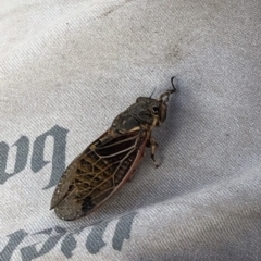 Diemeniana neboissi at Geehi, NSW - 27 Dec 2019 04:33 PM