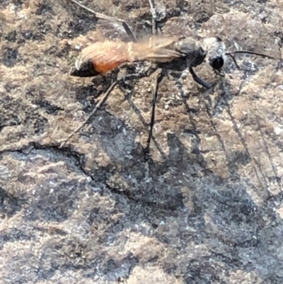 Podalonia tydei (Caterpillar-hunter wasp) at Geehi, NSW - 27 Dec 2019 by Jubeyjubes