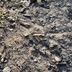 Podalonia tydei at Geehi, NSW - 27 Dec 2019