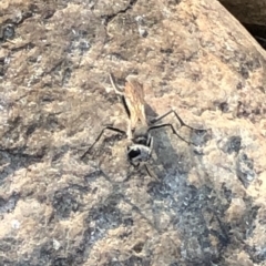 Podalonia tydei at Geehi, NSW - 27 Dec 2019