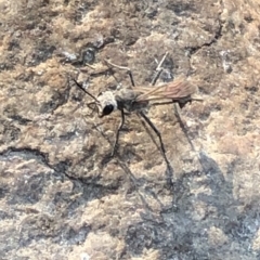 Podalonia tydei at Geehi, NSW - 27 Dec 2019 05:17 PM