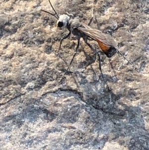 Podalonia tydei at Geehi, NSW - 27 Dec 2019