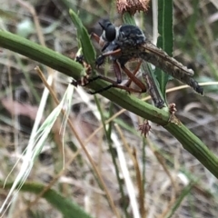 Zosteria sp. (genus) (Common brown robber fly) at Geehi, NSW - 27 Dec 2019 by Jubeyjubes