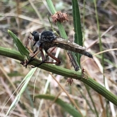 Zosteria sp. (genus) at Geehi, NSW - 27 Dec 2019 05:38 PM