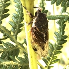 Diemeniana neboissi (Auburn Crop Duster) at Kosciuszko National Park - 27 Dec 2019 by Jubeyjubes