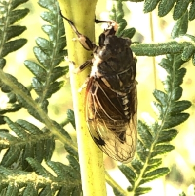 Diemeniana neboissi (Auburn Crop Duster) at Kosciuszko National Park - 27 Dec 2019 by Jubeyjubes