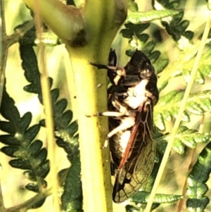 Diemeniana neboissi at Geehi, NSW - 27 Dec 2019 05:40 PM