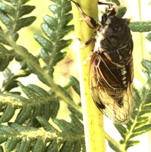 Diemeniana neboissi at Geehi, NSW - 27 Dec 2019 05:40 PM