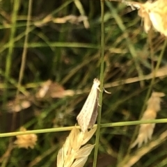 Tineidae (family) (Clothes moths (Tineidae)) at Kosciuszko National Park - 27 Dec 2019 by Jubeyjubes