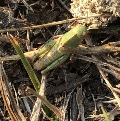 Gastrimargus musicus (Yellow-winged Locust or Grasshopper) at Kosciuszko National Park - 27 Dec 2019 by Jubeyjubes