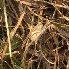 Gastrimargus musicus at Geehi, NSW - 27 Dec 2019 05:52 PM