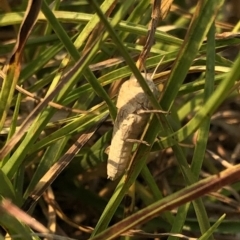 Gastrimargus musicus at Geehi, NSW - 27 Dec 2019 05:52 PM