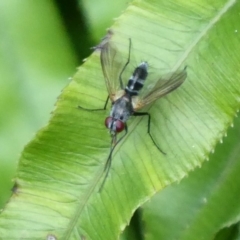 Tachinidae (family) (Unidentified Bristle fly) at ANBG - 24 Dec 2019 by Christine