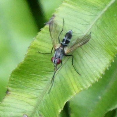 Tachinidae (family) (Unidentified Bristle fly) at Acton, ACT - 24 Dec 2019 by Christine