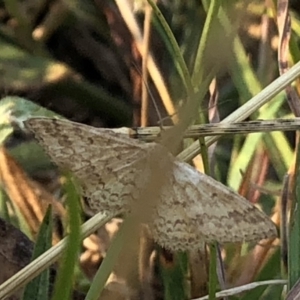 Scopula rubraria at Geehi, NSW - 27 Dec 2019 05:56 PM