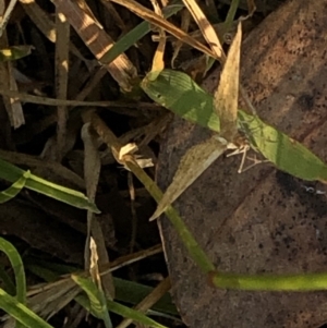 Scopula rubraria at Geehi, NSW - 27 Dec 2019 05:56 PM