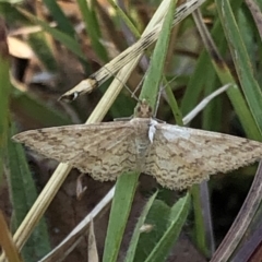 Scopula rubraria at Geehi, NSW - 27 Dec 2019 05:56 PM