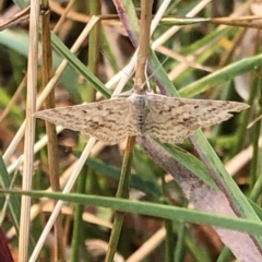 Scopula rubraria (Reddish Wave, Plantain Moth) at Geehi, NSW - 27 Dec 2019 by Jubeyjubes