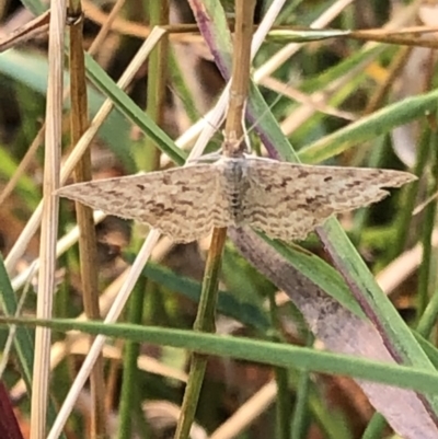 Scopula rubraria (Reddish Wave, Plantain Moth) at Kosciuszko National Park - 27 Dec 2019 by Jubeyjubes