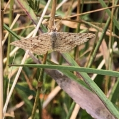 Scopula rubraria at Geehi, NSW - 27 Dec 2019