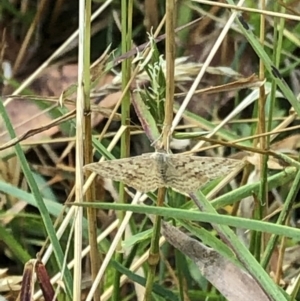 Scopula rubraria at Geehi, NSW - 27 Dec 2019