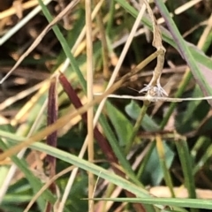 Scopula rubraria at Geehi, NSW - 27 Dec 2019