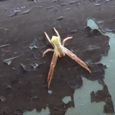 Sidymella sp. (genus) (A crab spider) at Acton, ACT - 24 Dec 2019 by Christine