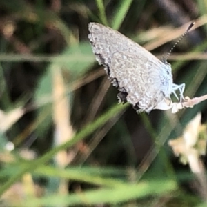 Zizina otis at Geehi, NSW - 27 Dec 2019 06:04 PM