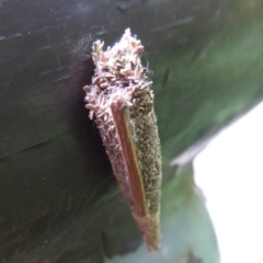 Psychidae (family) IMMATURE (Unidentified case moth or bagworm) at Acton, ACT - 24 Dec 2019 by Christine