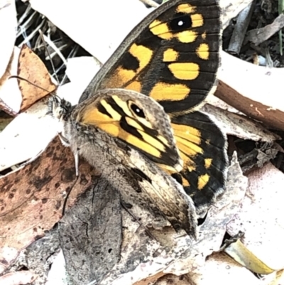 Geitoneura klugii (Marbled Xenica) at Kosciuszko National Park - 26 Dec 2019 by Jubeyjubes