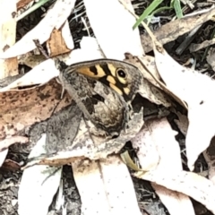 Geitoneura klugii at Geehi, NSW - 27 Dec 2019