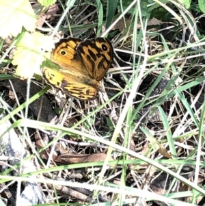 Heteronympha merope at Geehi, NSW - 27 Dec 2019