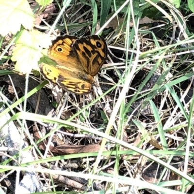 Heteronympha merope (Common Brown Butterfly) at Kosciuszko National Park - 26 Dec 2019 by Jubeyjubes