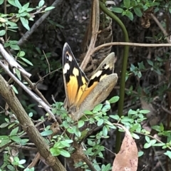 Heteronympha merope (Common Brown Butterfly) at Geehi, NSW - 26 Dec 2019 by Jubeyjubes