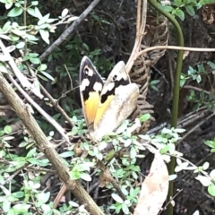 Heteronympha merope at Geehi, NSW - 27 Dec 2019 10:30 AM