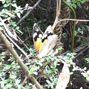 Heteronympha merope at Geehi, NSW - 27 Dec 2019 10:30 AM