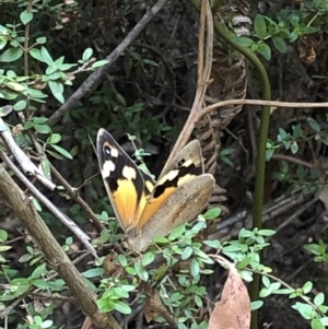 Heteronympha merope at Geehi, NSW - 27 Dec 2019 10:30 AM