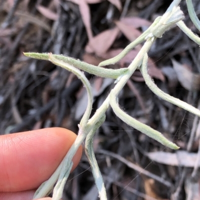 Chrysocephalum semipapposum (Clustered Everlasting) at Geehi, NSW - 26 Dec 2019 by Jubeyjubes