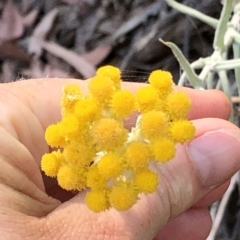 Chrysocephalum semipapposum at Geehi, NSW - 27 Dec 2019